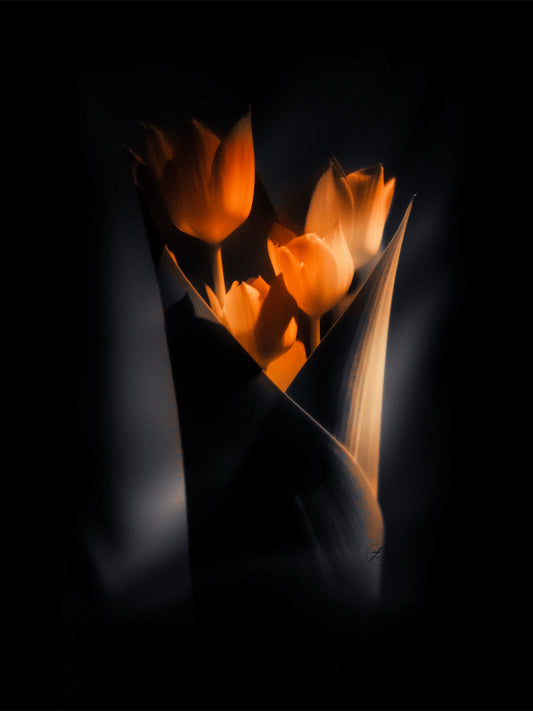 Golden Tulips – Limited Edition of 25