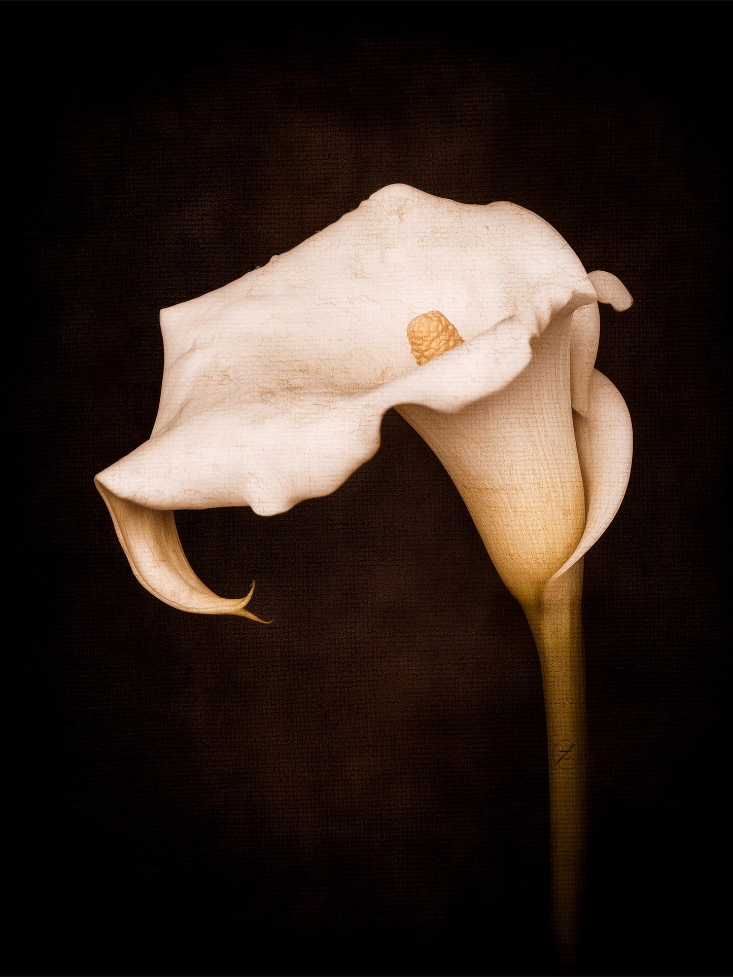 Eternal Calla – Limited Edition of 25
