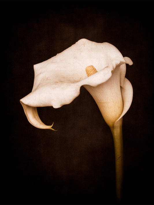 Eternal Calla – Limited Edition of 25
