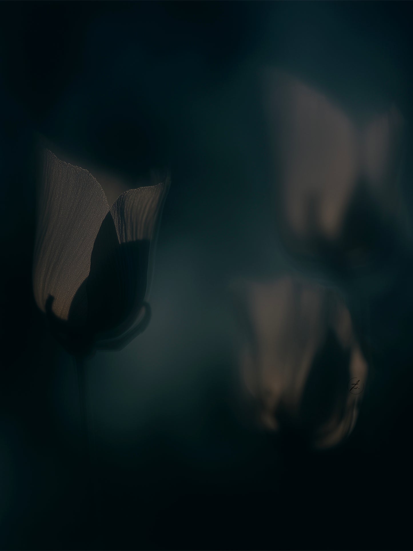 Shadows of Bloom - Limited Edition of 25