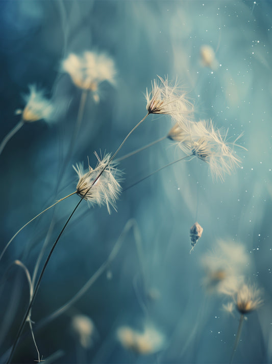 The Flower's Memory – Limited Edition of 25