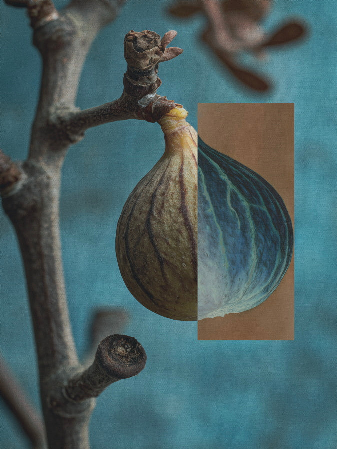 Sacred Texture — Fig (Nature Series) - Limited Edition