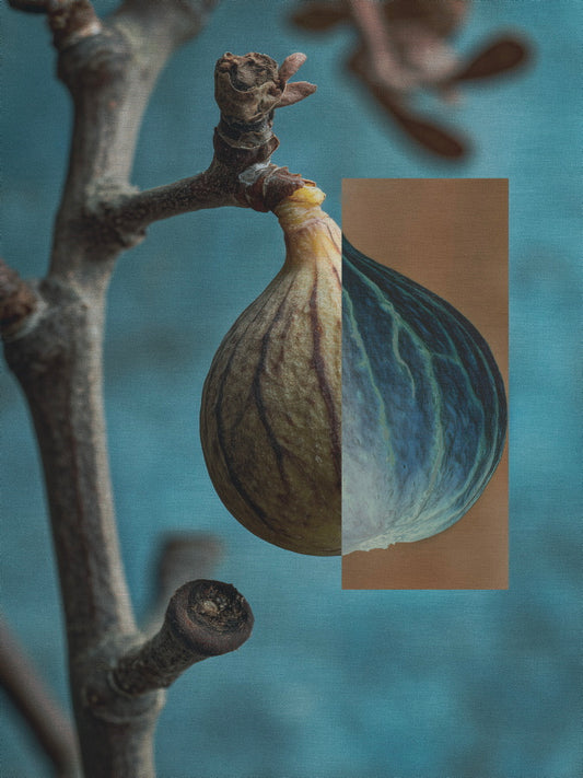 Sacred Texture — Fig (Nature Series) - Limited Edition